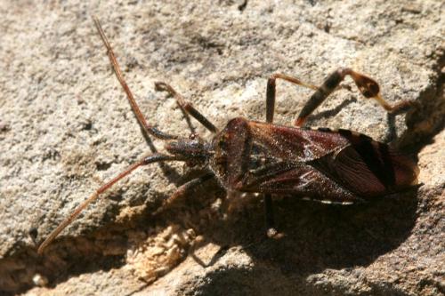 Leptoglossus occidentalis