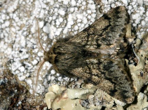 Réf. 29 522 : Apocheima hispidaria