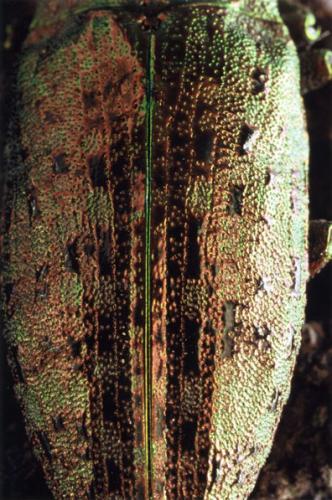 Dicerca berolinensis