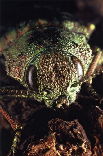 Réf. 29 156 : Dicerca berolinensis