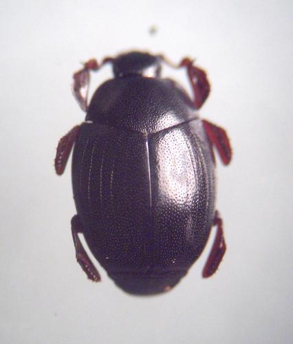 Dendrophilus punctatus punctatus