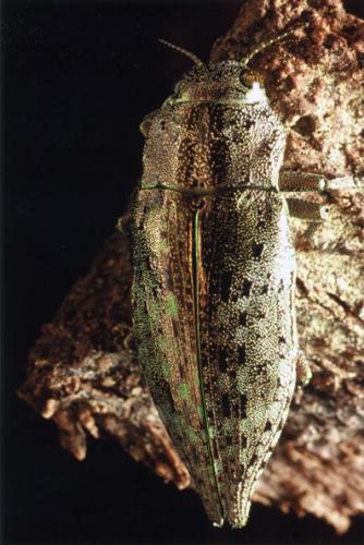 Dicerca berolinensis