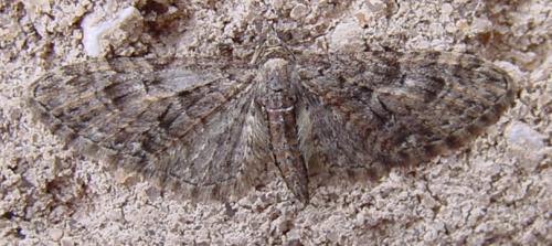 Réf. 29 453 : Eupithecia abbreviata