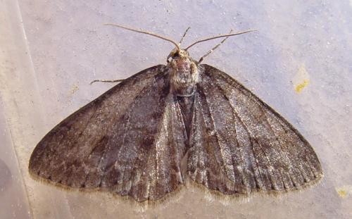 Ectropis crepuscularia