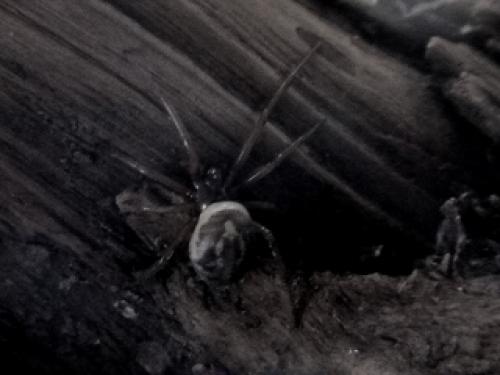 Réf. 29 038 : Steatoda nobilis