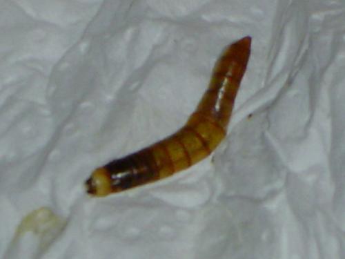 Tenebrio molitor