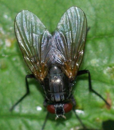 Réf. 29 021 : Mydaea sp.