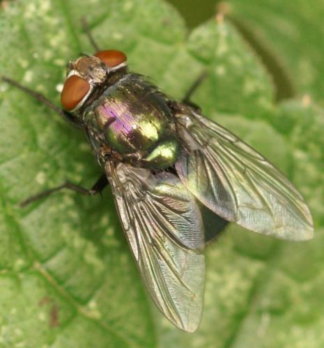 Lucilia sp.