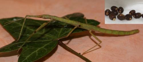 Carausius morosus