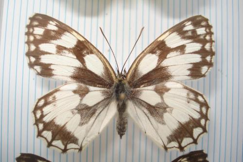 Melanargia galathea