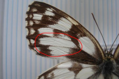 Melanargia galathea