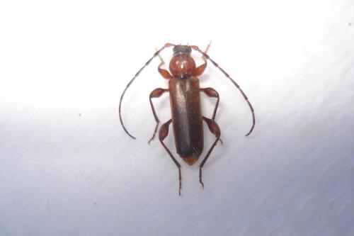 Réf. 29 895 : Phymatodes testaceus