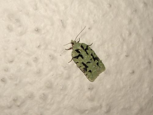 Acleris literana
