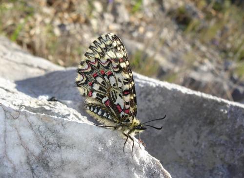 Zerynthia rumina