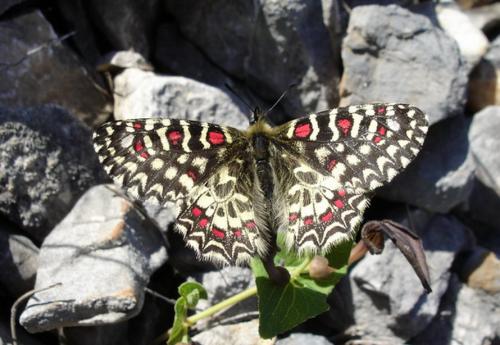 Zerynthia rumina