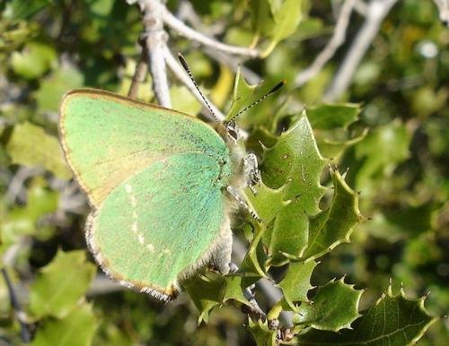 Réf. 29 935 : Callophrys rubi
