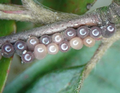 Endromis versicolora