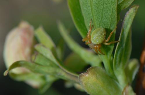 Araniella cucurbitina