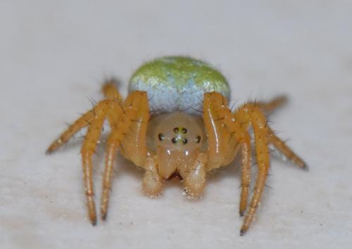 Araniella cucurbitina
