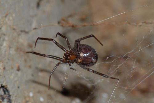 Steatoda grossa