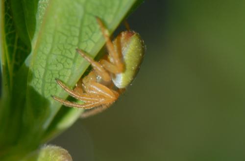 Araniella cucurbitina