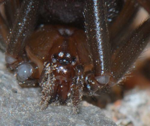 Steatoda grossa