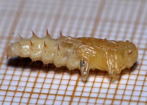Pyrochroa sp.