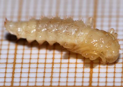 Pyrochroa sp.