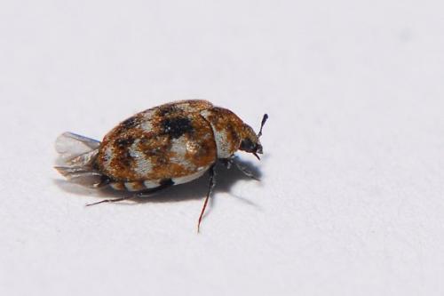 Réf. 29 235 : Anthrenus verbasci