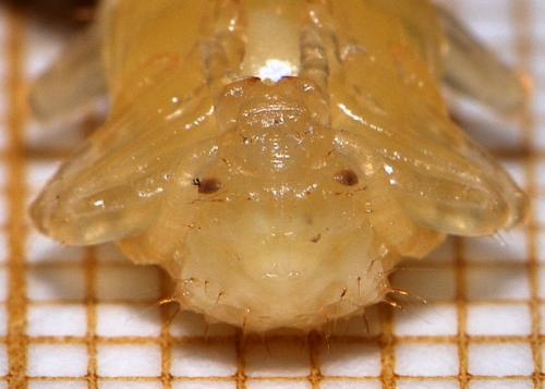 Réf. 29 462 : Pyrochroa sp.