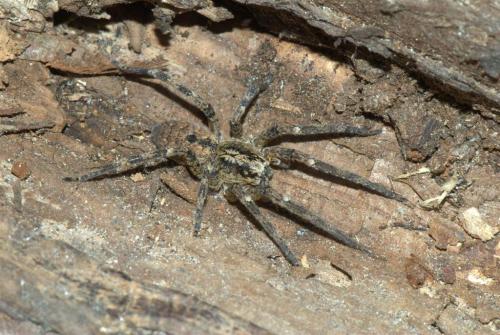 Zoropsis spinimana