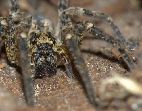 Zoropsis spinimana
