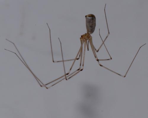 Réf. 29 468 : Pholcus phalangioides