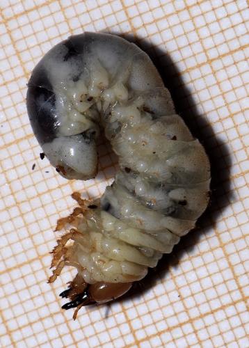 Réf. 29 463 : Dorcus parallelipipedus