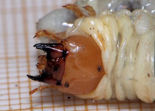 Réf. 29 464 : Dorcus parallelipipedus