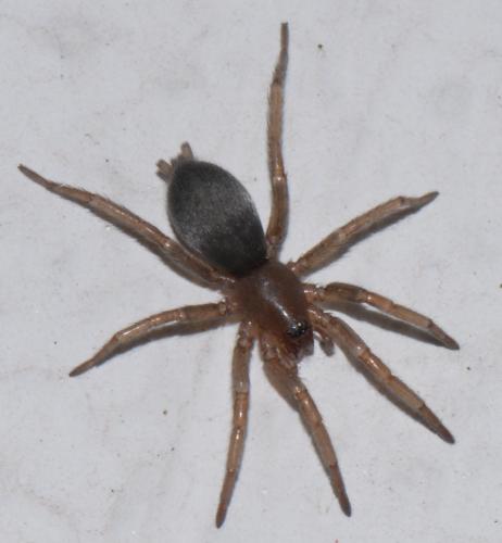 Scotophaeus sp.