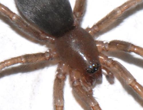 Scotophaeus sp.
