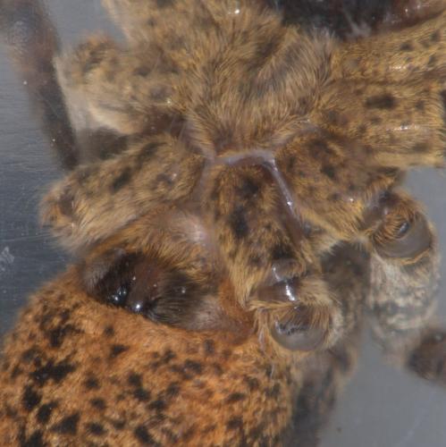 Zoropsis spinimana