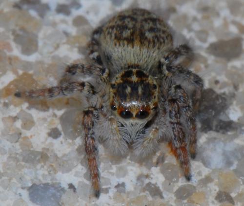 Carrhotus xanthogramma
