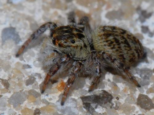 Réf. 29 348 : Carrhotus xanthogramma