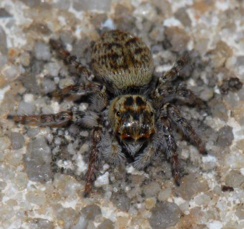 Réf. 29 347 : Carrhotus xanthogramma