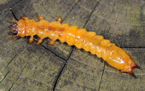 Réf. 29 087 : Pyrochroa sp.