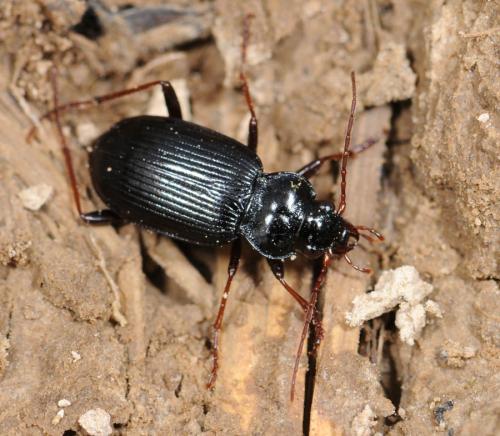 Réf. 29 088 : Nebria brevicollis