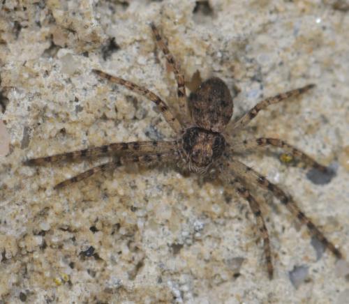 Philodromus sp.