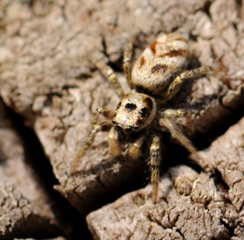 Salticus sp.