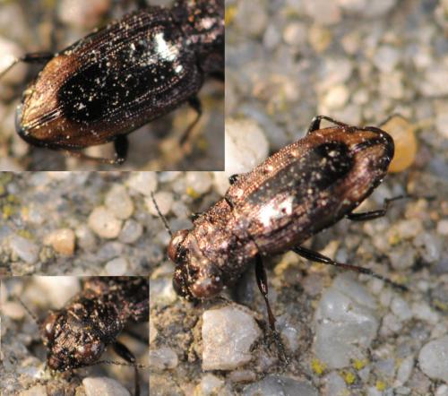 Réf. 29 084 : Notiophilus quadripunctatus