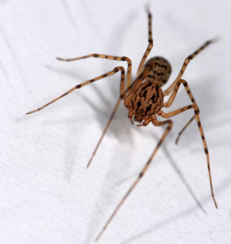 Réf. 29 139 : Scytodes thoracica