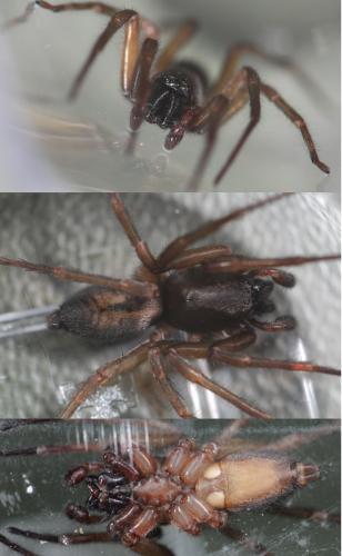 Clubiona corticalis