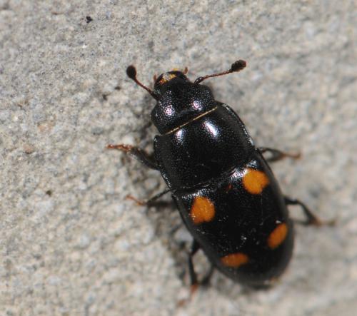 Réf. 29 268 : Glischrochilus hortensis