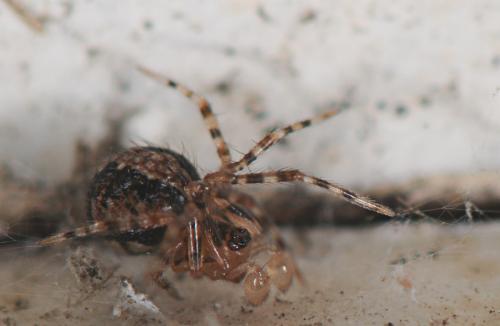 Réf. 29 267 : Theridion melanurum